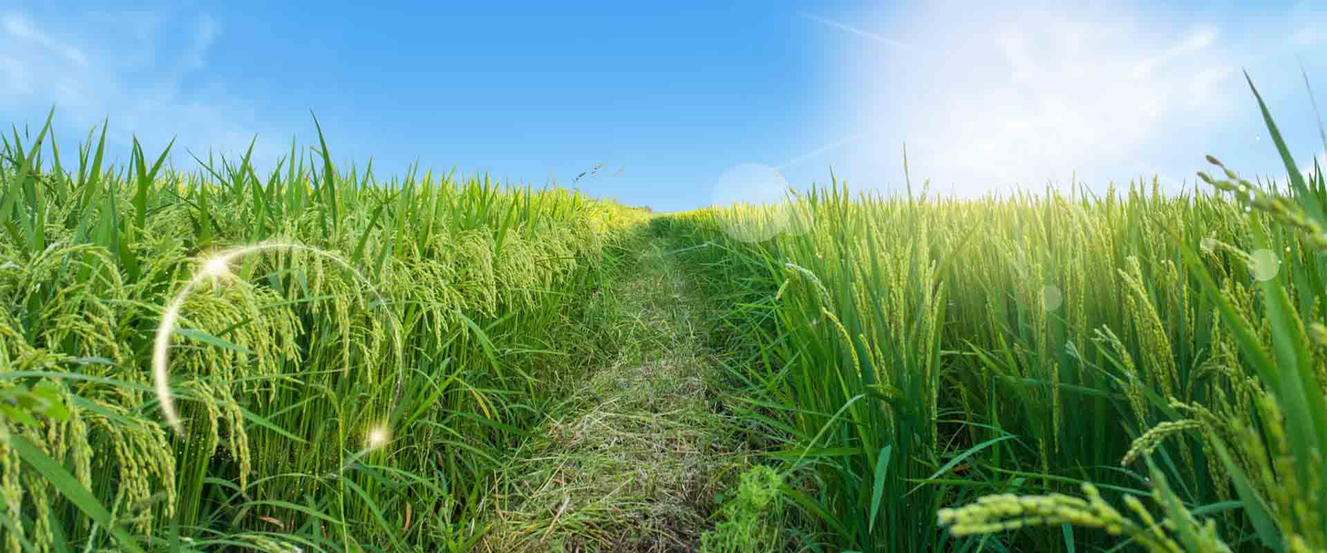 農(nóng)林種植小氣候觀測自動(dòng)氣象站方案